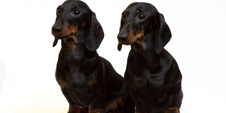 Two dogs