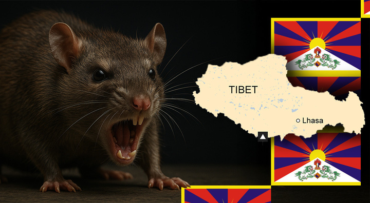 brown rat, tibet map, tibet flag