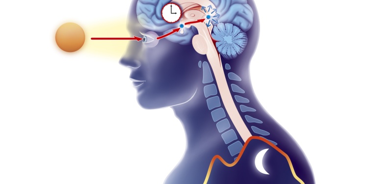 A diagram demonstrating circadian rhythm.