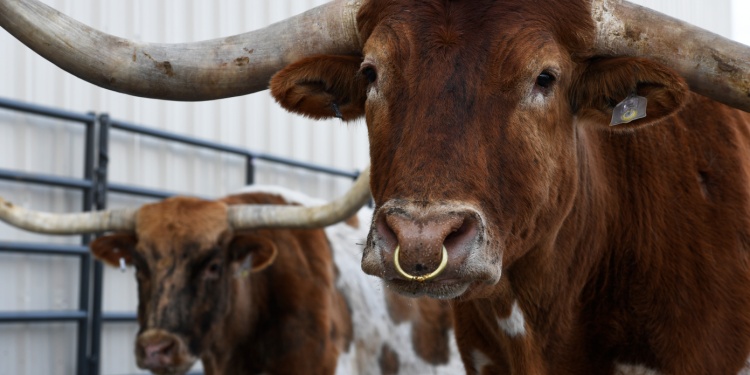 A smart cow wearing an electronic nose ring.
