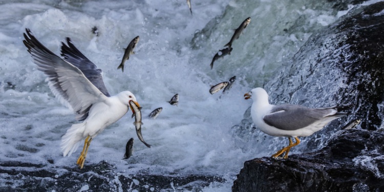 Gulls migrating and eating fish.