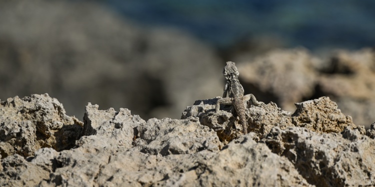 A lizard disguising itself.