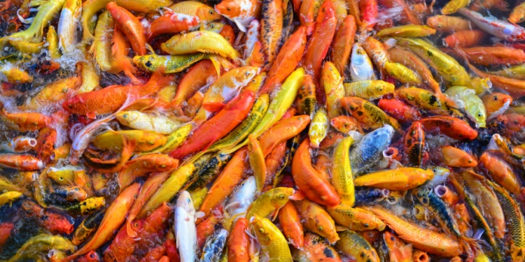 Legions of golden koi fish, scrambling for food.