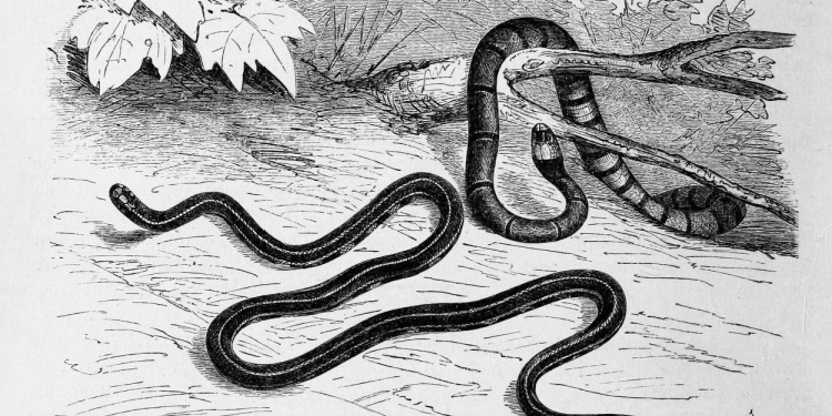 An ancient illustration of two snakes in the wild.