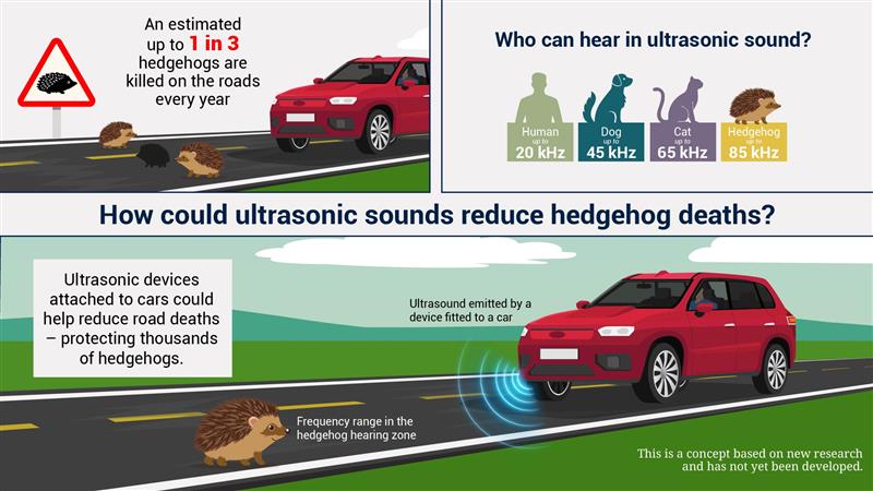 HedgehogInfographic