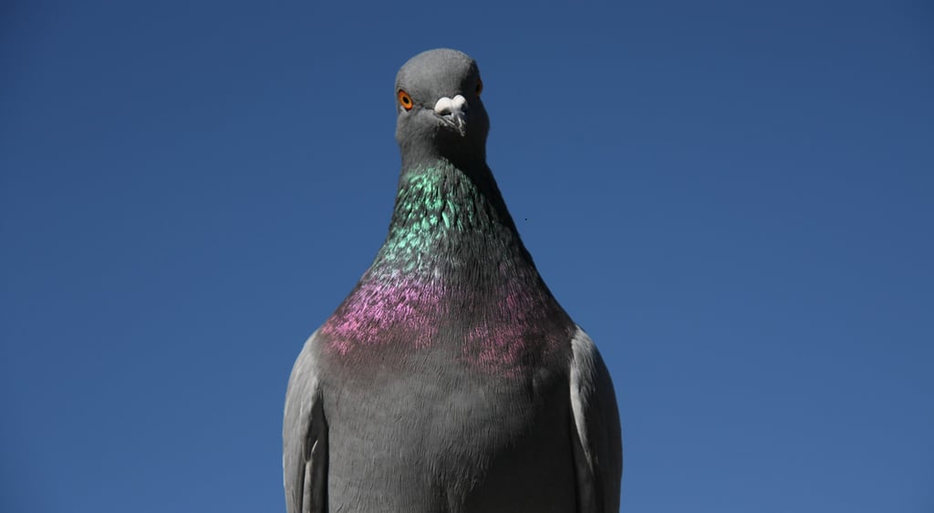Pigeon / Photo by Paulina Okunyte