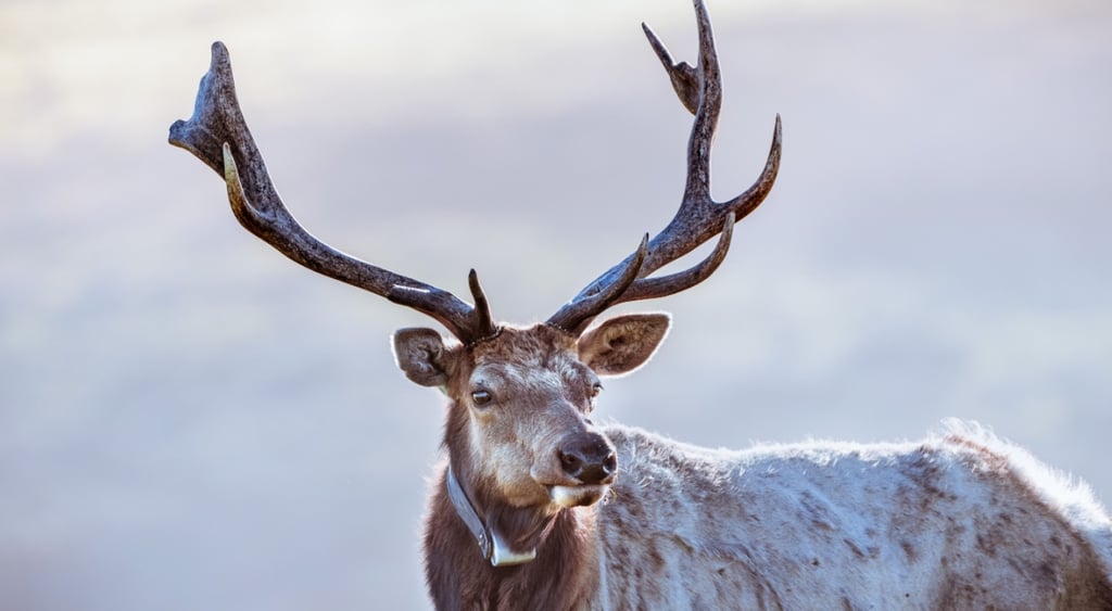 Elk with gps