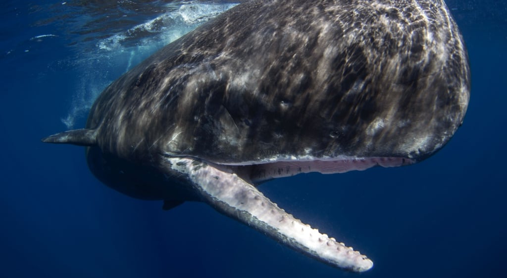 sperm whale