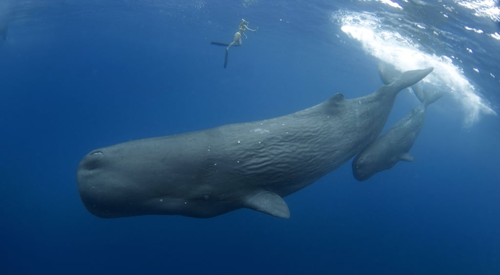 sperm whale