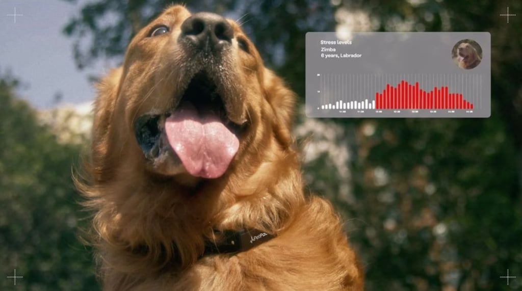 PetPace