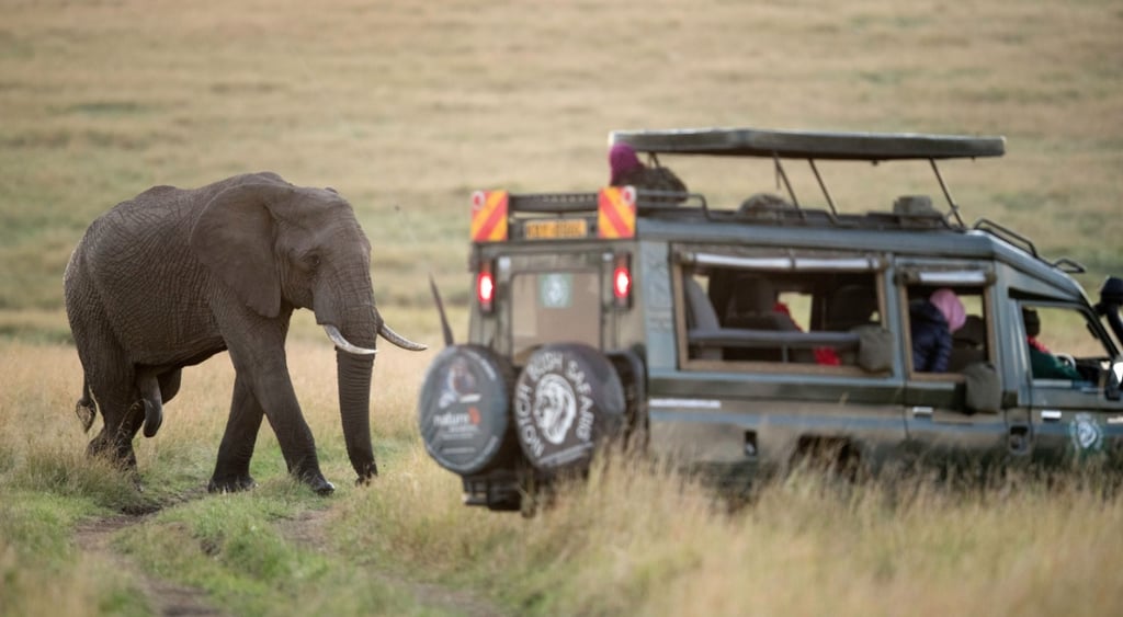 Safari