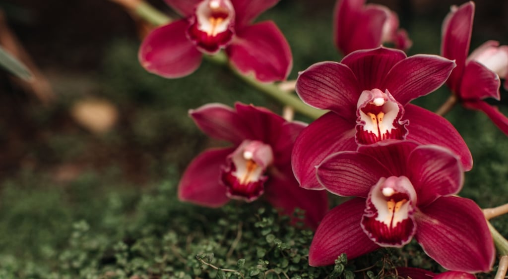 Orchid