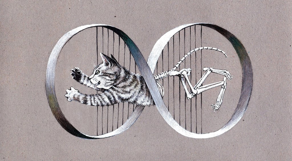 Schrödinger's cat playing with Möbius band