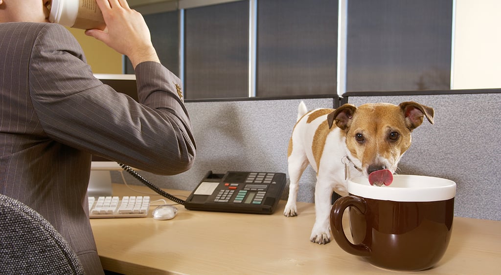 Dog in the office