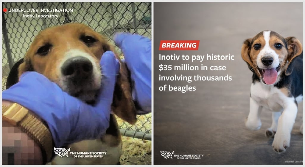 Inotiv Humane Society investigation