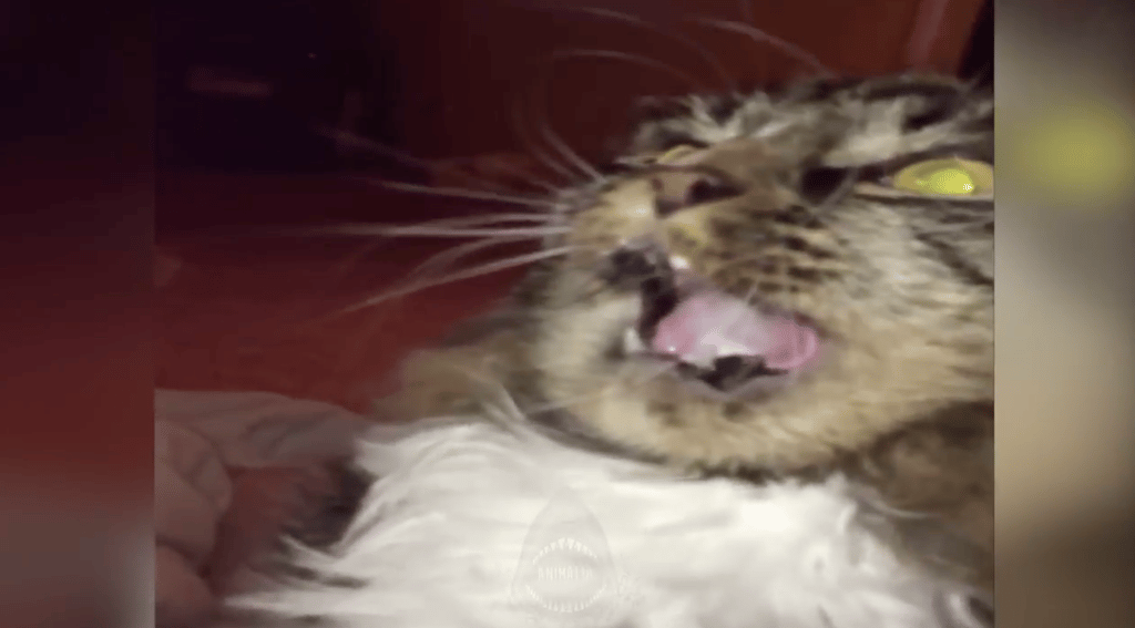 Cat brain freeze after eating ice cream