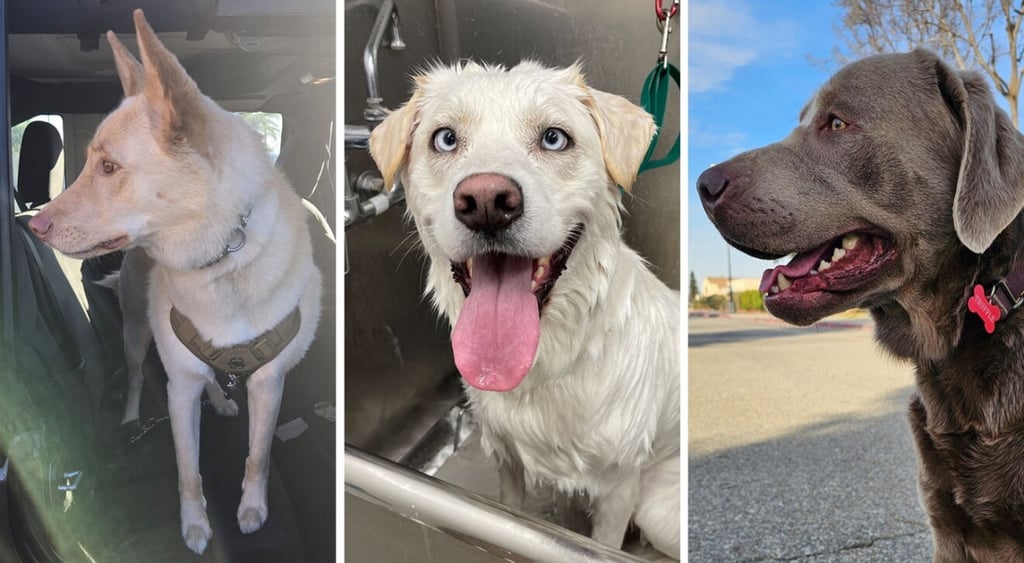 Ring Search Party found dogs