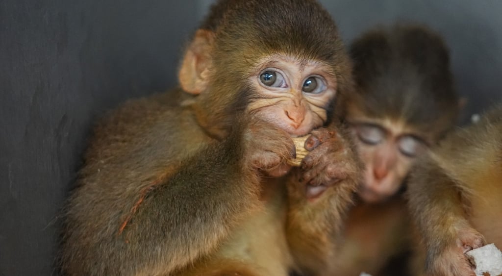 monkey magic