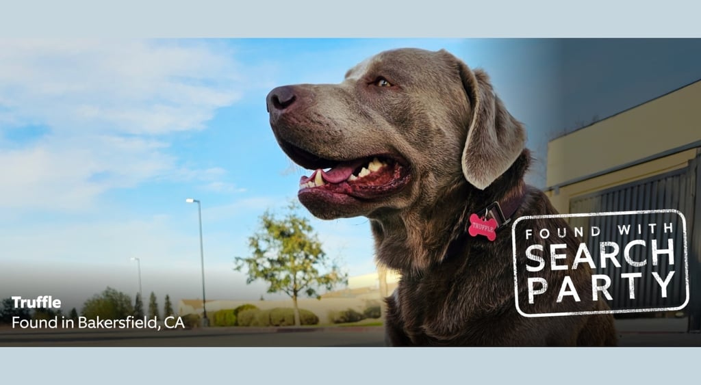 Amazon Ring Search Party dog found