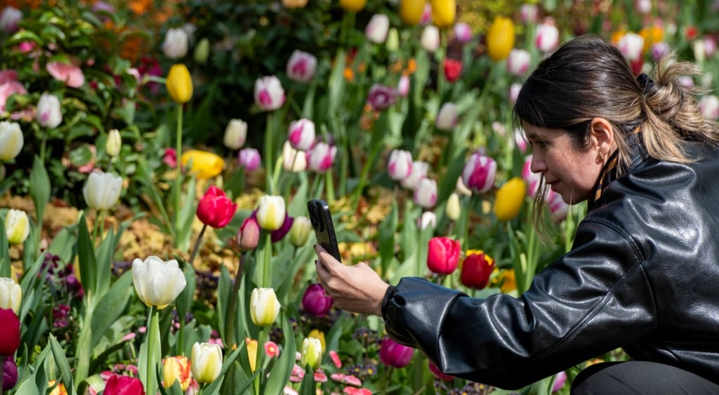 woman, black leather jacket, colorful tulips blossom in park, smartphone, picture taking