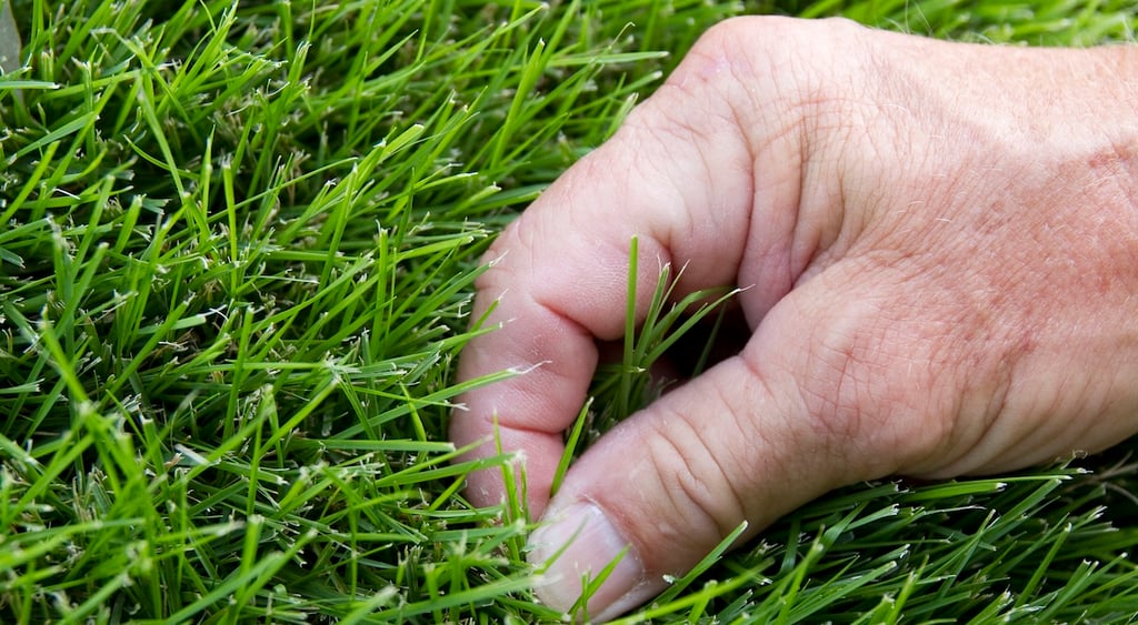 touch grass getty newport news daily press
