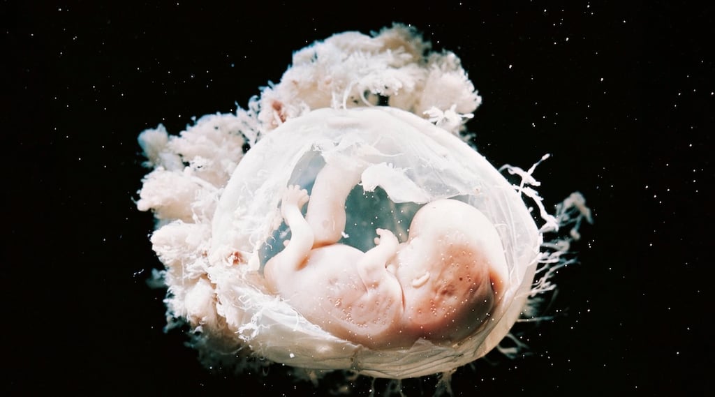 fetus in utero