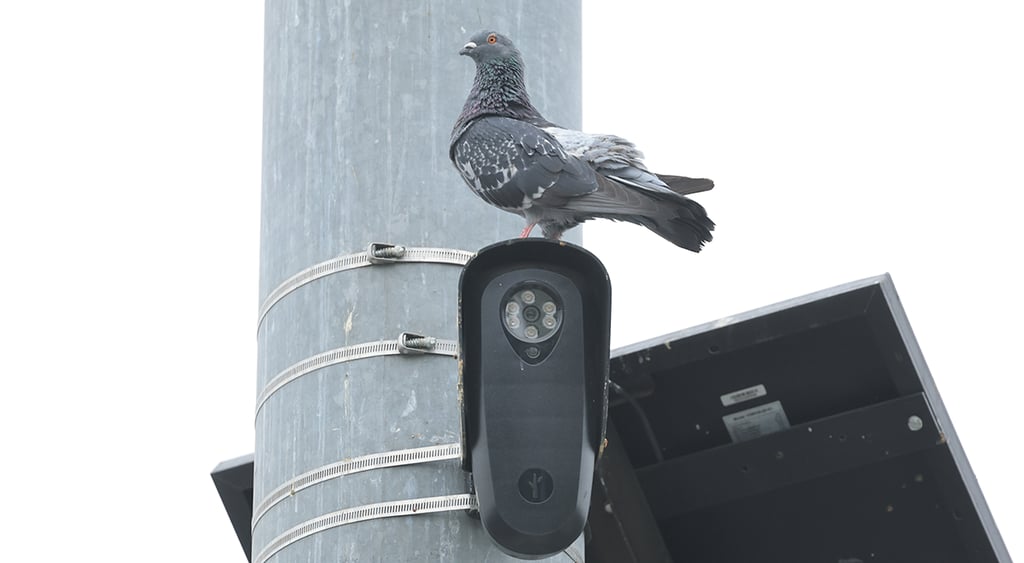A pigeon perches on a Flock Safety camera, mounted high on traffic signal pole
