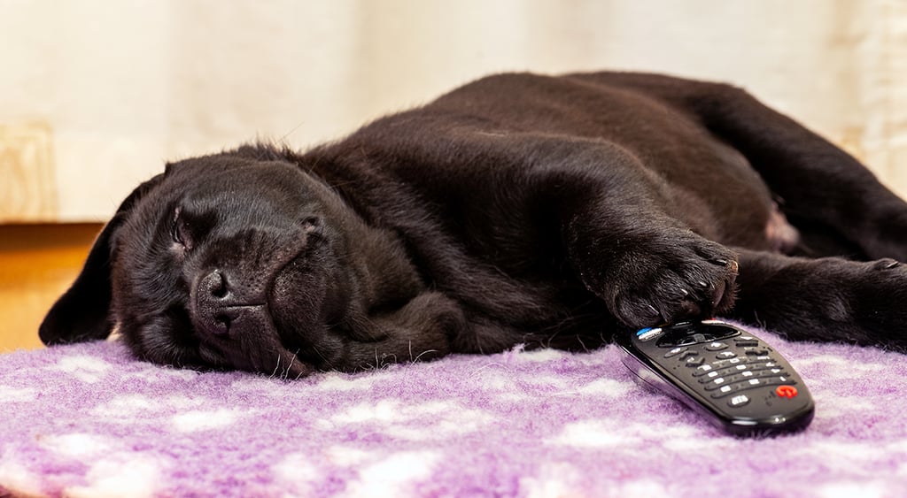 Black labrador retriever puppy asleep on a carpet near TV remote