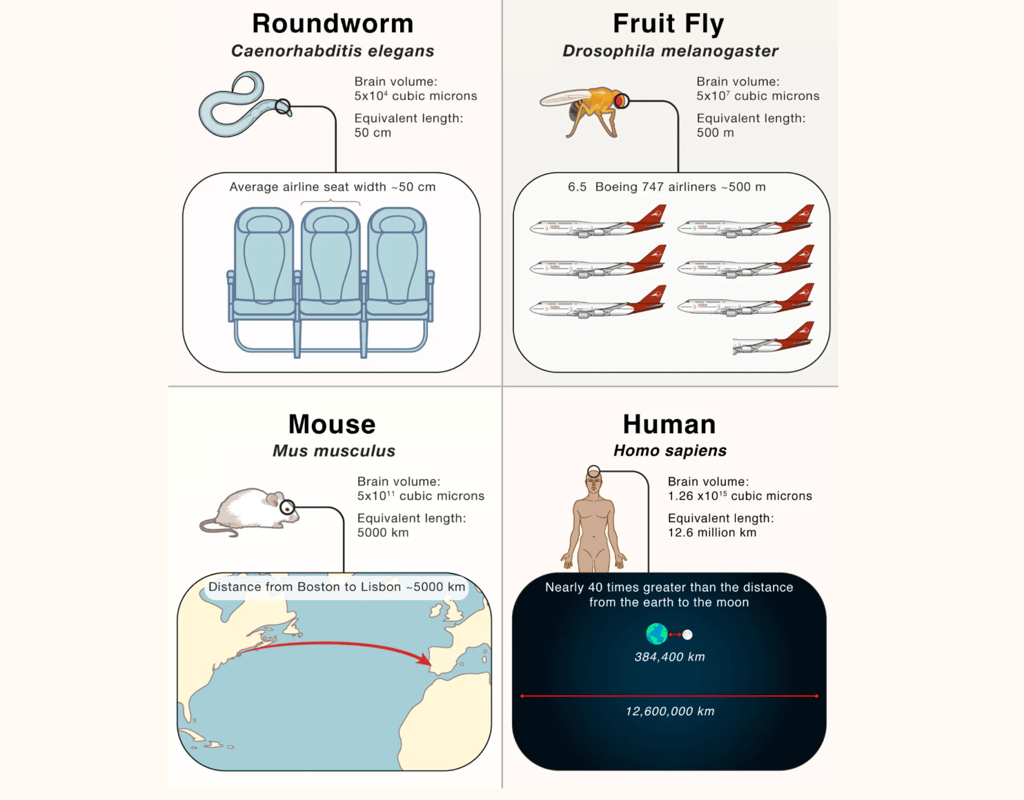 brain map