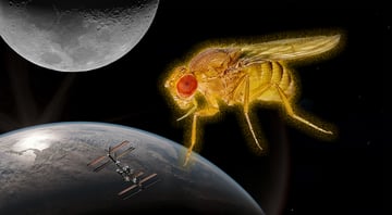 Fruit flies launched to space from China. Why? | Cybernews