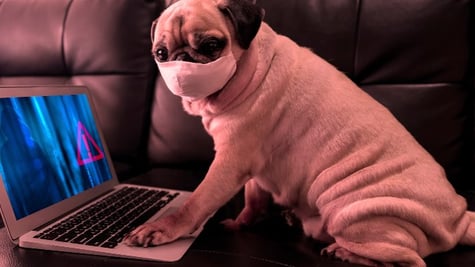 Pug wearing a medical mask and using a laptop
