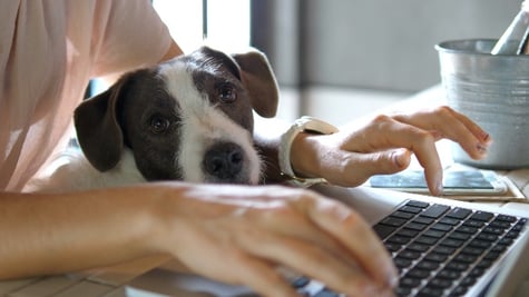 Female Hands Working On Laptop With Cute Dog