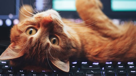 charming kitten