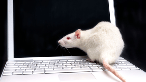 White rat perched on keyboard, to represent remote access trojan (RAT)