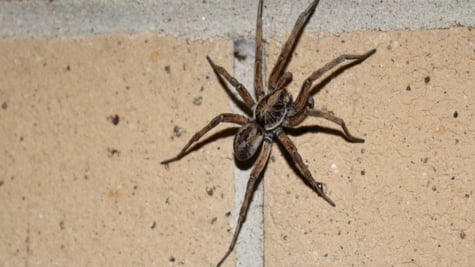 spider