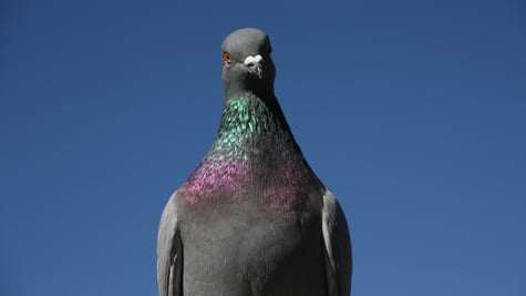 Pigeon / Photo by Paulina Okunyte
