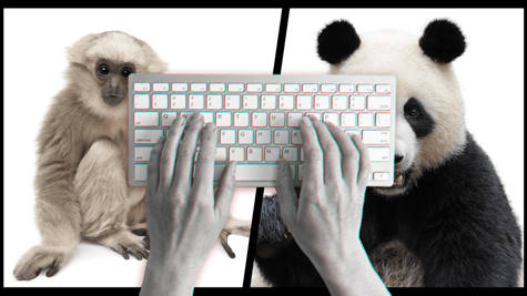 Panda vs Gibbon paradox