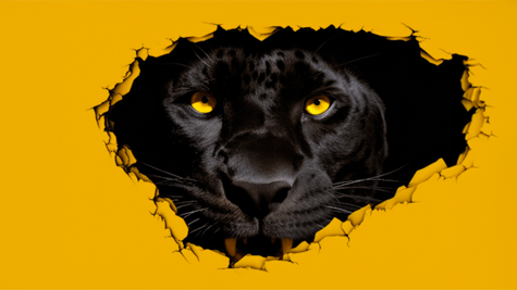 Puma graphic