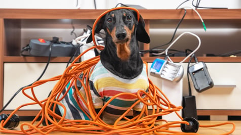 smart home, dog, wires, cables
