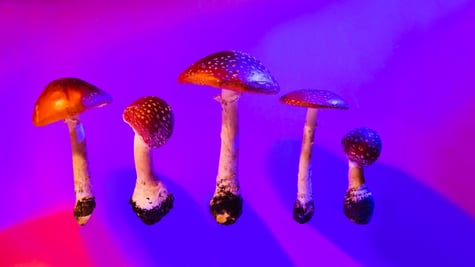 Mushroom Poison