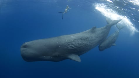 sperm whale