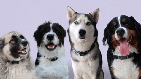 smart dog collar