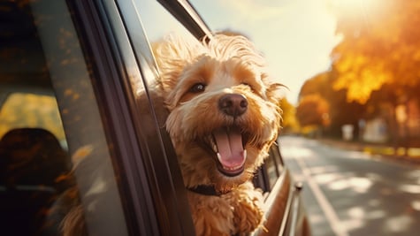 dog