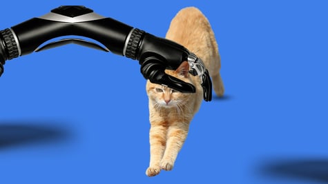 CatsMe app for cats health