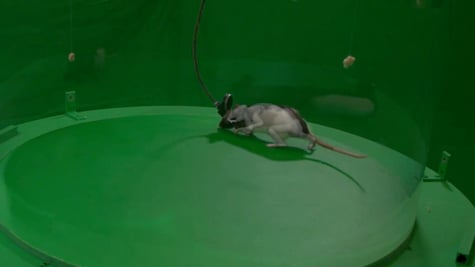 google_rat_0614