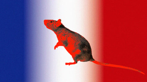 rat cover