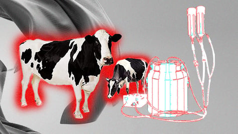 Cow and calf dead