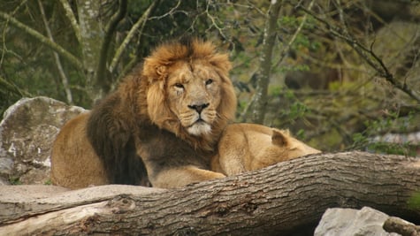 Fota Wildlife Park 2