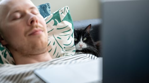 Bald man works from home with a cat