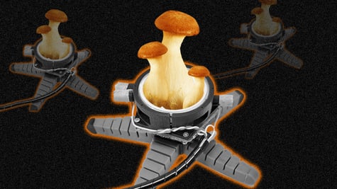 robot mycelia